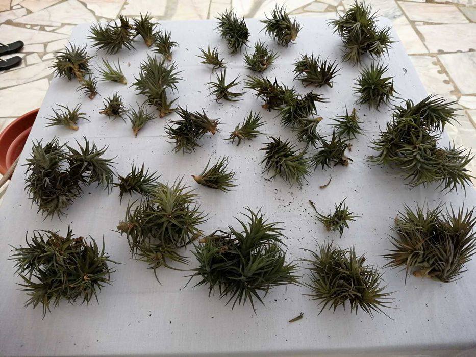Air plant, does not require substrate64752265264643124