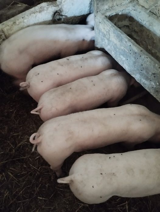 Prosięta mięsne, 30 kg