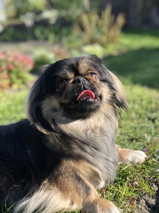 Пекінес , злучка , в‘язка, шукає дівчину, пару