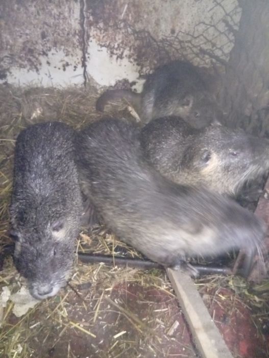 Продам хвостатих