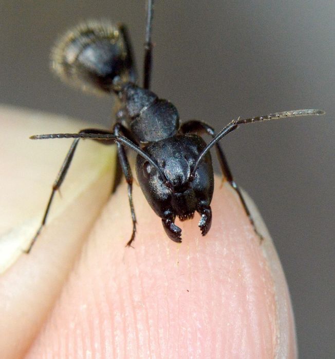 Муравьи-древоточцы Camponotus vagus // муравьи для муравьиной фермы // муравьи для новичков