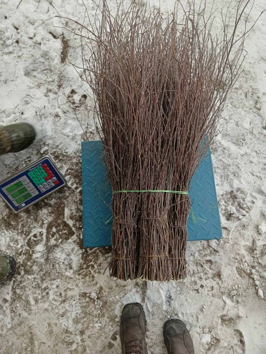 Мітла березова віник