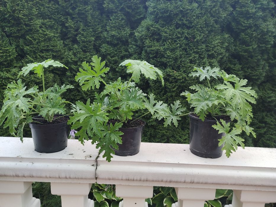 Geranium - Anginka -Anginowiec