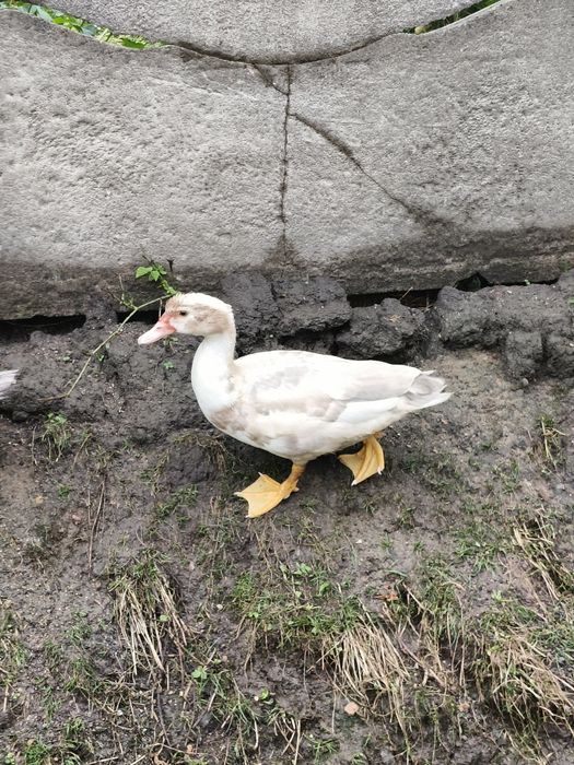 Kaczki francuskie piżmowe
