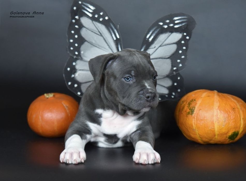 Очаровательная голубая сука амстафф, стафф, стаффордширский терьер