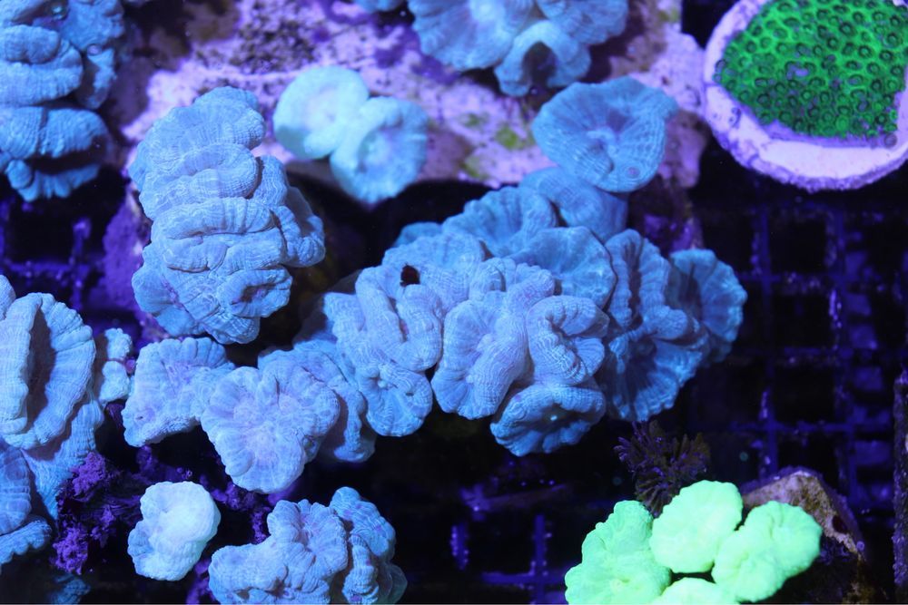 Caulastrea Mint Mietowa min.6 Głow  FLUOLAMPS WYSYLKI