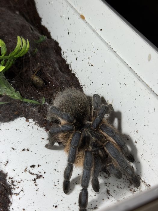 Ptasznik Harpactira pulchripes 5,5dc dorosła samica