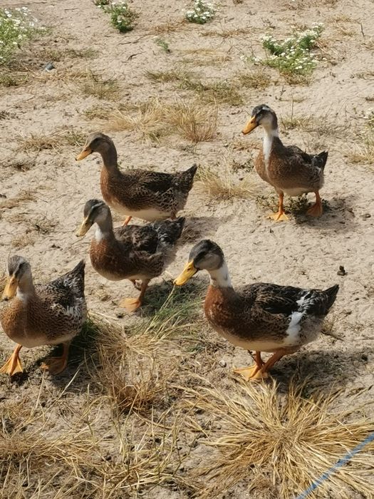 Patos rouen de 2026