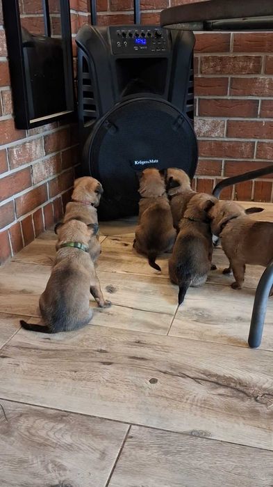 Owczarek Belgijski Malinois