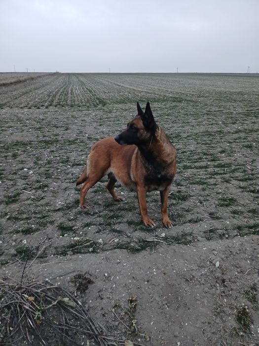 Szczenię owczarek belgijski malinois