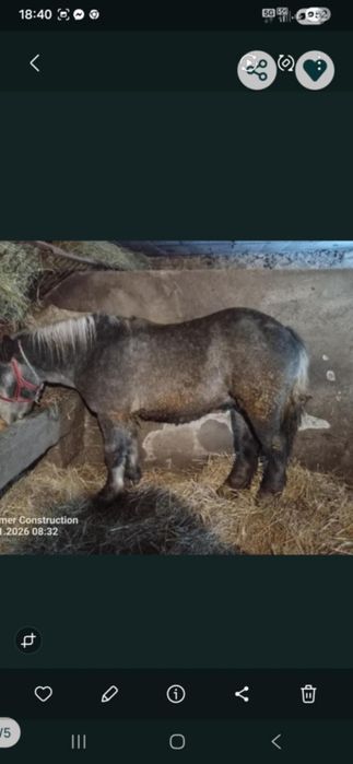 Sprzedam gierka siwego