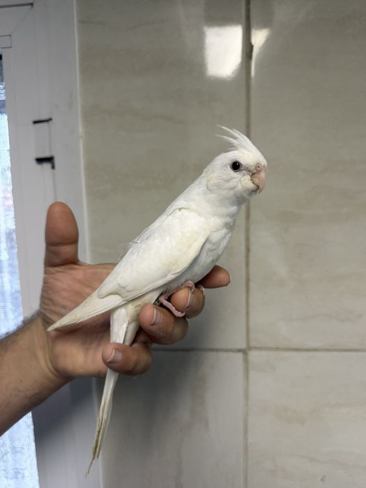 Caturras criadas á mão