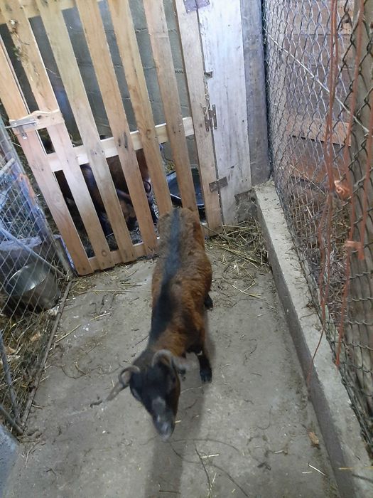 Cabras anas vendo!!!