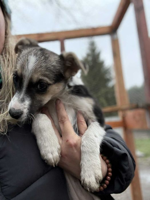 Wydra - szczeniak uratowany z piekła szuka domu