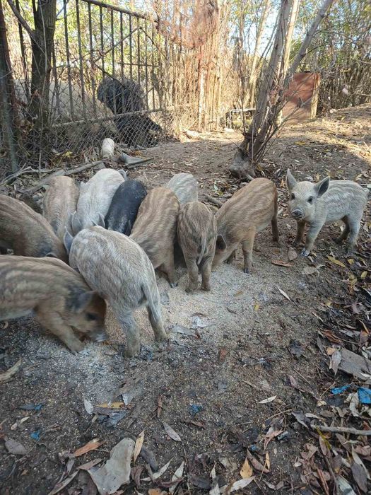 Венгерска мангалица свиня з 15 жовтня