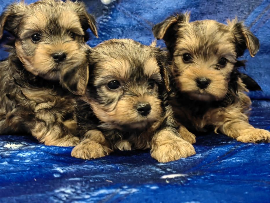 piesek york z metryką gen merle