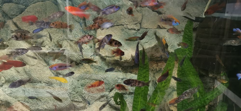 Pyszczaki - Aunokary Malawi - BYDGOSZCZ