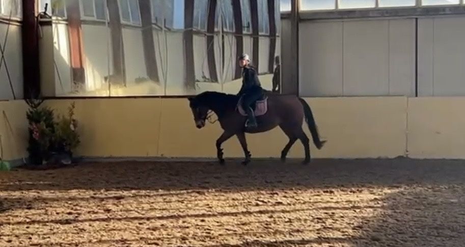 Sprzedam klacz 8 lat