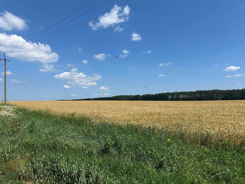 Продаж 335 соток біля лісу