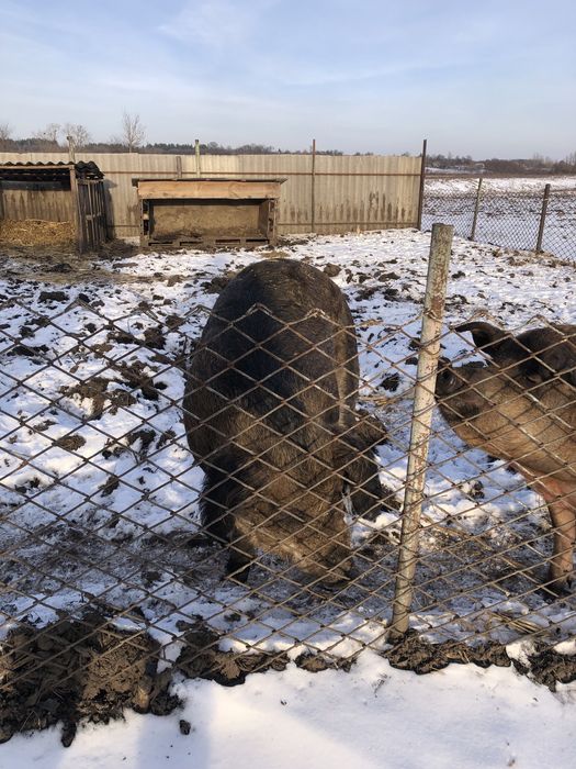 Продам  свиноматку. Та кнура