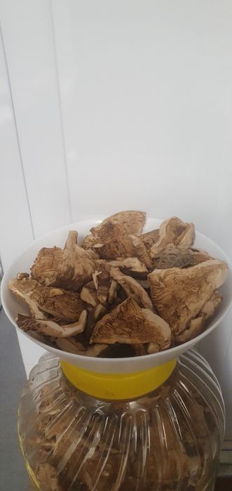 GRZYBY Kanie suszone z własnej działki