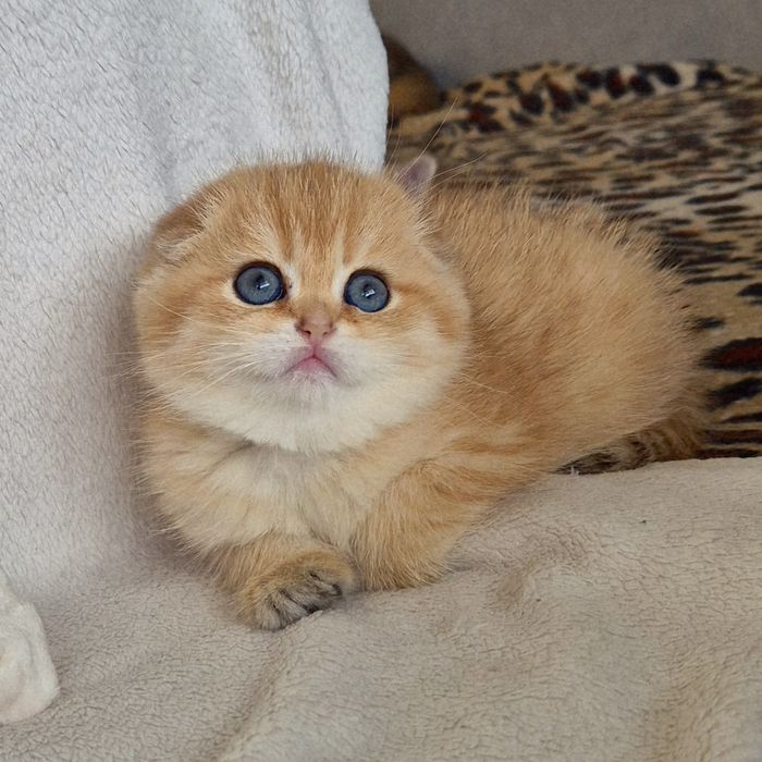 Золоті шиншили кошенята