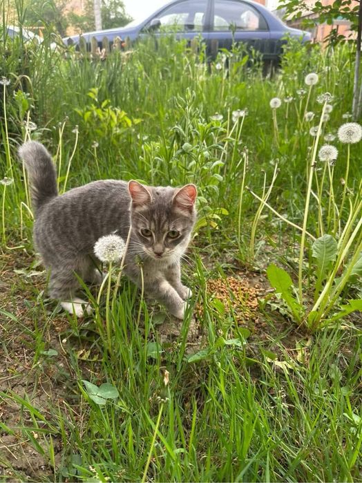 Кішка котик кошеня