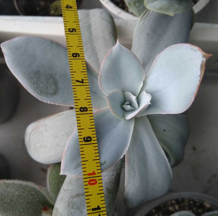 Echeveria cante эхеверия эчеверия суккулент