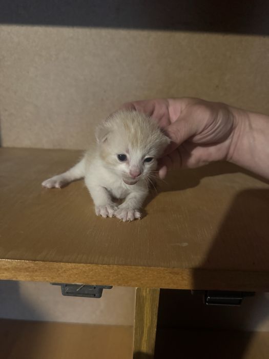Вітдам котенят в добрі руки