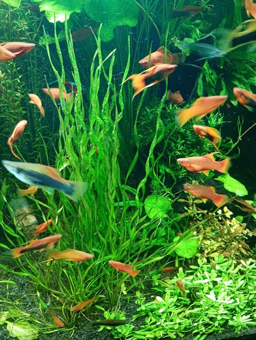 Echinodorus vesuvius