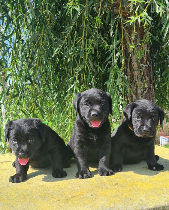 Labrador retriever  preto
