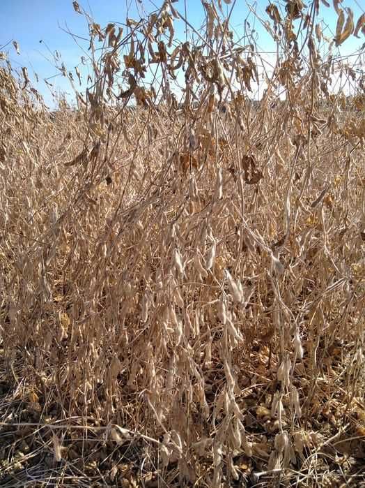 Семена канадской сои OLDHAM, WINONA. Первая репродукция.