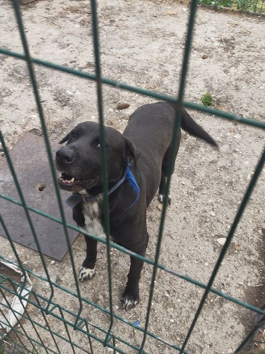 Cão para adoção - Lavrador