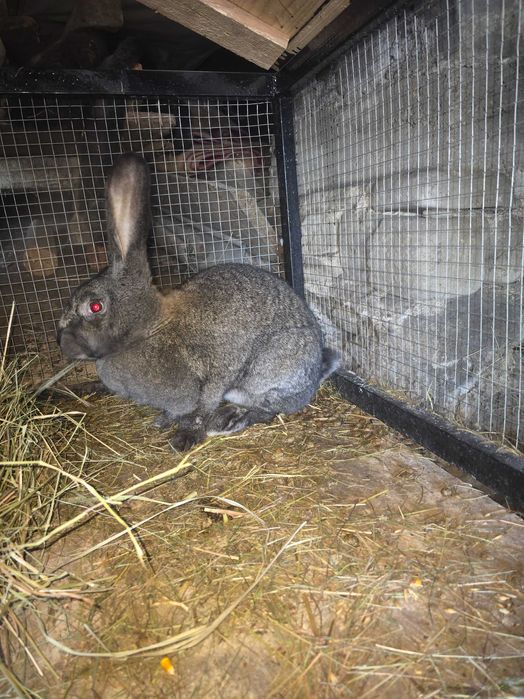 Królik, samica, mieszaniec