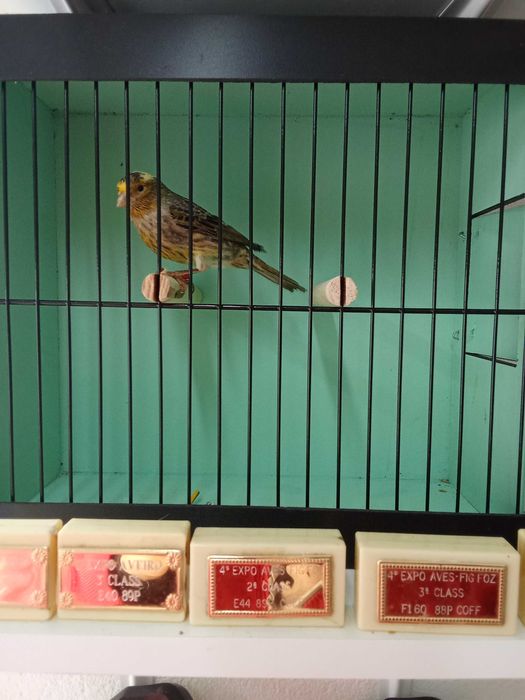 Canarios Lizard para ceder