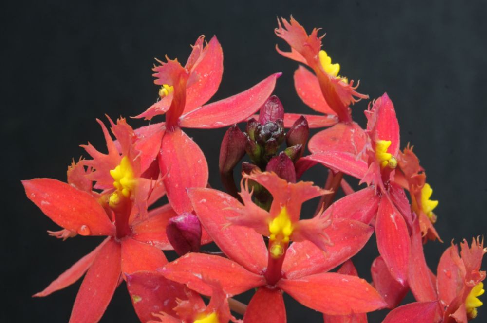 Orquídea crucifixo vermelho