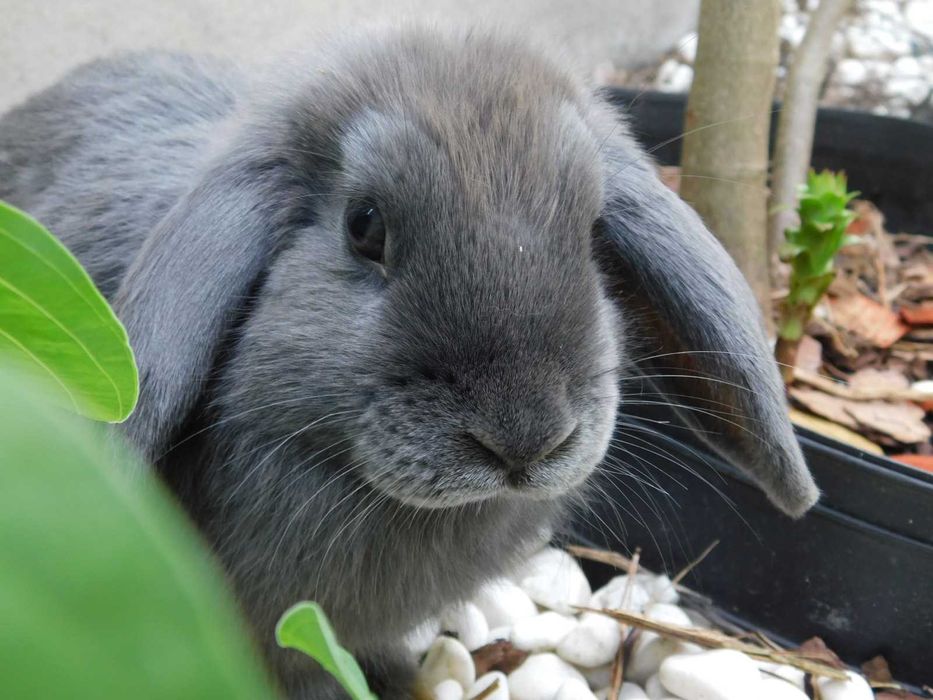 Baranki   niebieskie i niebiesko - biała mini lop samiczka