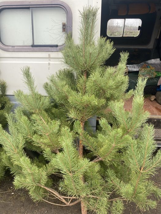Елка живая ,сосна