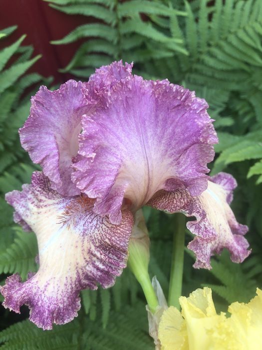 Гофровані іриси для Вашої колекції