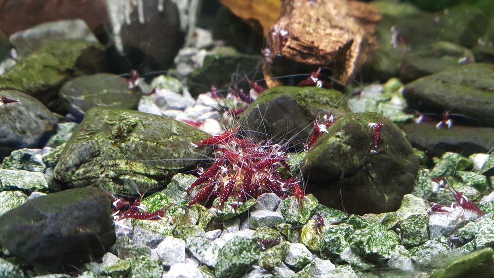 Krewetki Sulawesi - Caridina Dennerli (kardynałki)