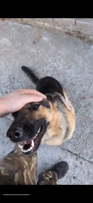 Німецька вівічарка безкоштовно