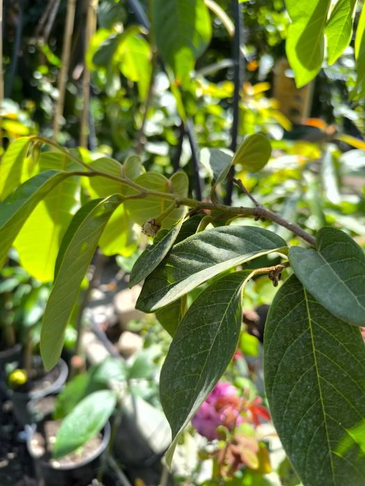 Anoneiras exóticas enxertadas