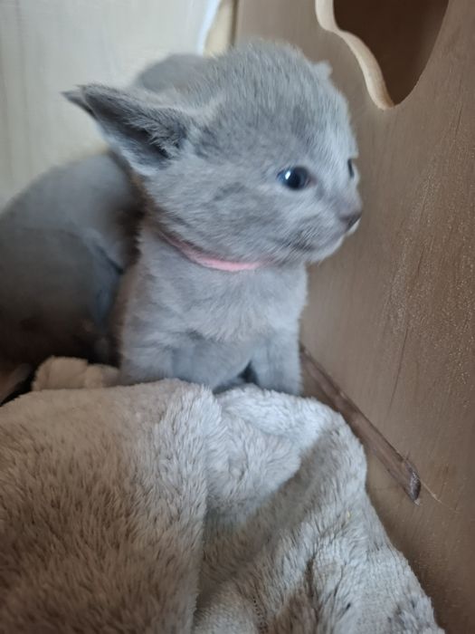 Kotka rosyjska niebieska