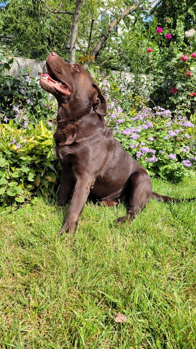 в'язка шоколадний Лабрадор (Київ, Бориспіль)