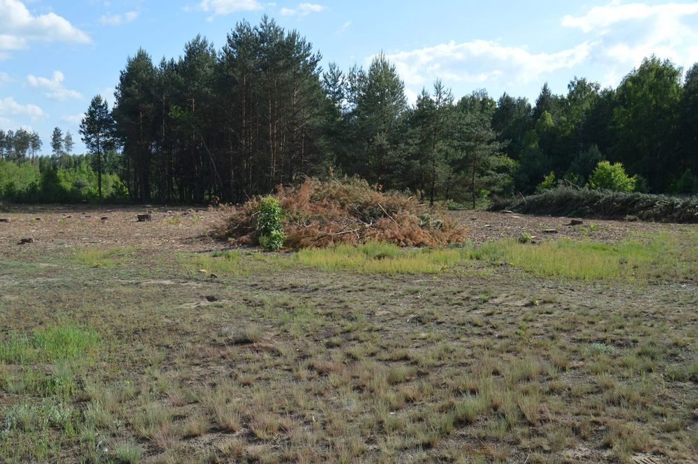 oddam gałęzie za darmo z pow 0,5ha