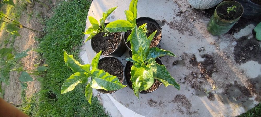 Pés Maracujá Gigante