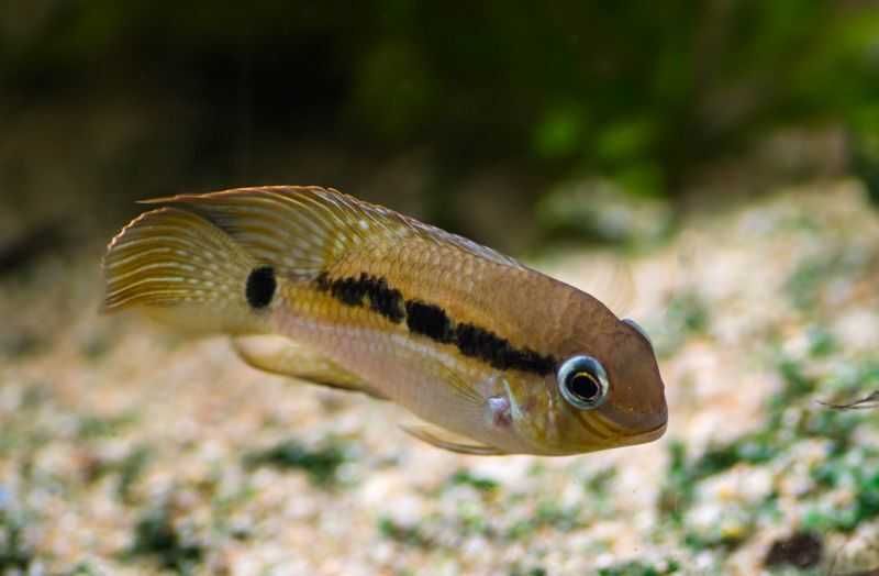 Krobia xinguensis pielęgnica z Rio Xingu - młode 2-4cm