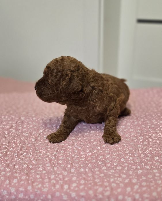 Pudel toy red brown sunia