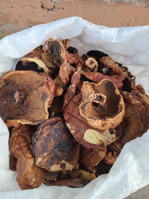 Гриби білі, сушені в печі