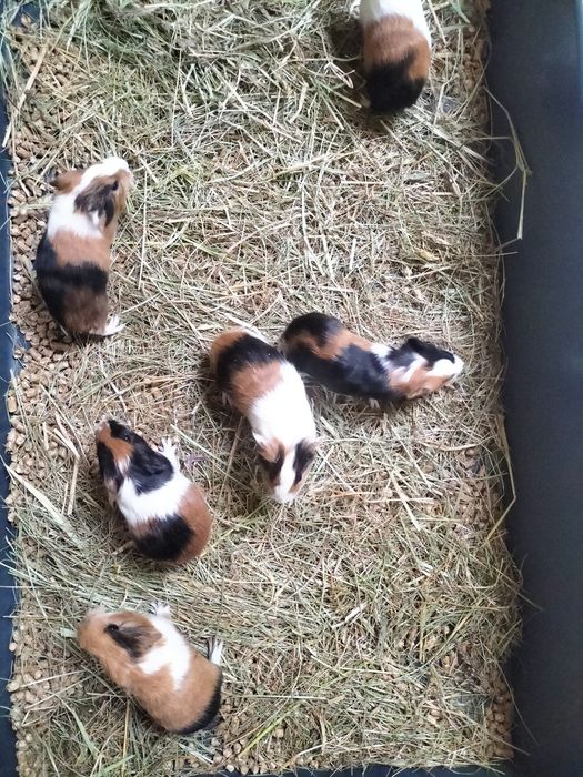 Sprzedam młode świnki morskie